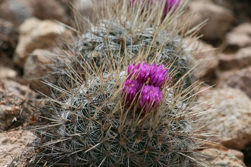 Echinofossulocactus ochoterenanus