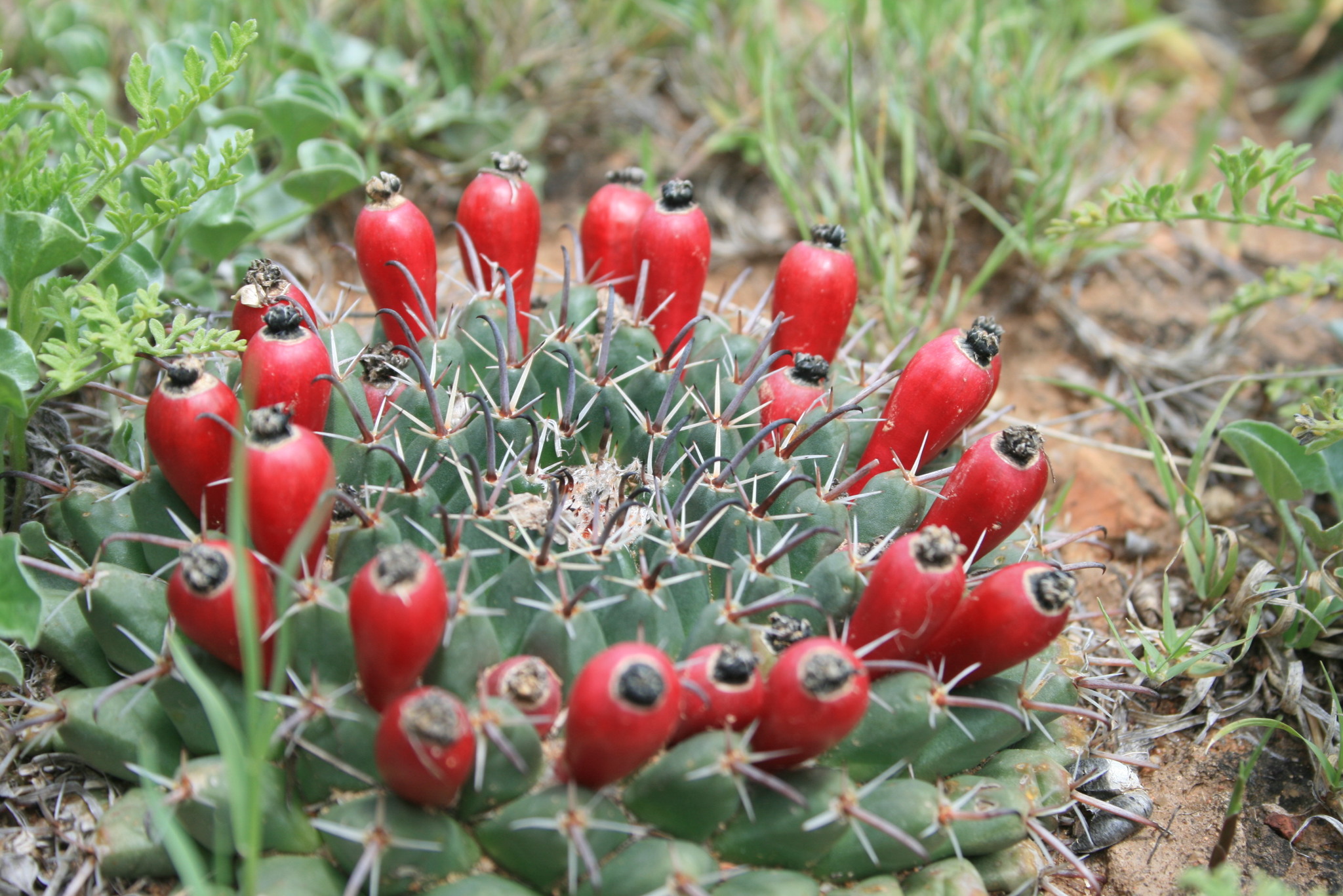 Mammillaria uncinata