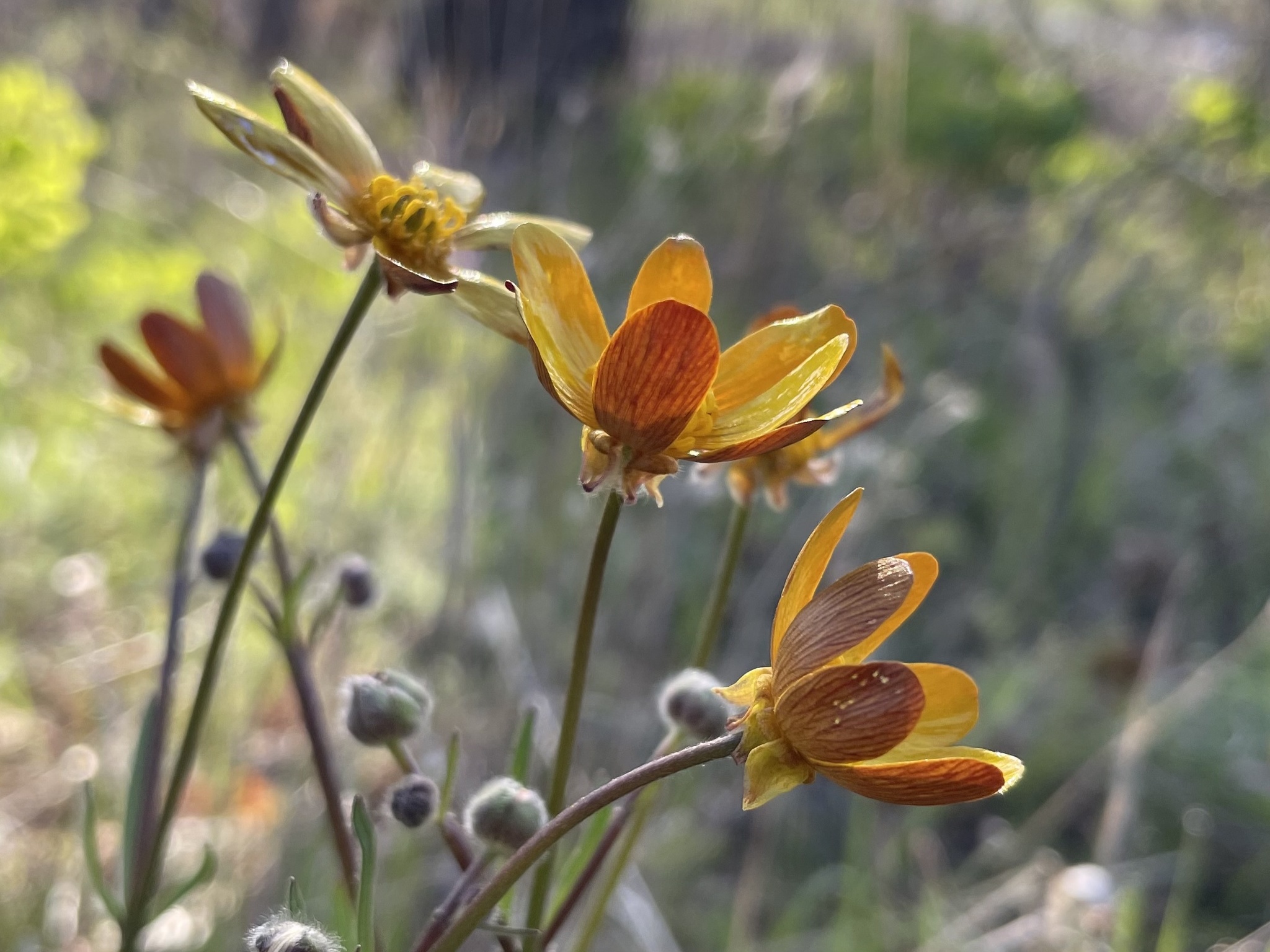 Ranunculus austro-oreganus