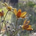 Ranunculus austro-oreganus - Photo (c) jareddodson, algunos derechos reservados (CC BY-NC)