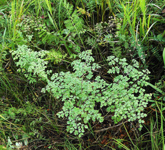 Thalictrum foetidum