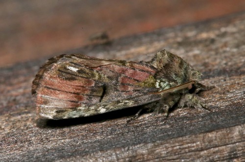 Photo of Unicorn Prominent (Coelodasys unicornis)