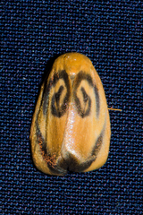 Trischalis subaurana