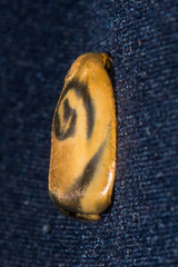 Trischalis subaurana