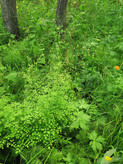 Thalictrum foetidum