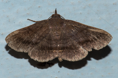 Mecodina