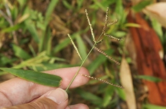 Paspalum paniculatum