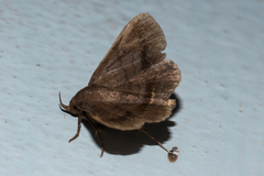 Mecodina