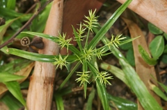 Cyperus meyenianus