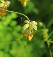 Thalictrum foetidum