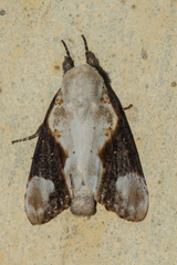 Formofentonia orbifer