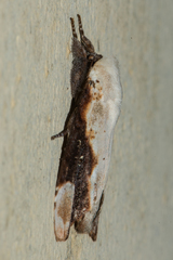 Formofentonia orbifer