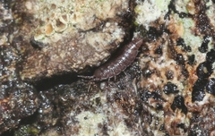 Synocheta