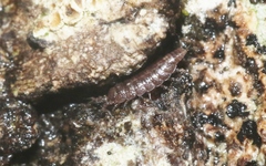 Synocheta