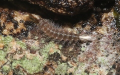 Polyxenida