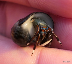 Calcinus laevimanus