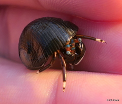 Calcinus laevimanus