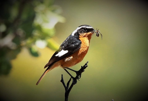Moussier's Redstart