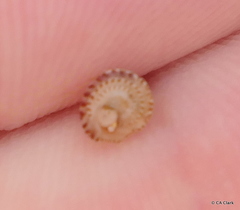 Peasiella tantilla