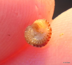 Peasiella tantilla