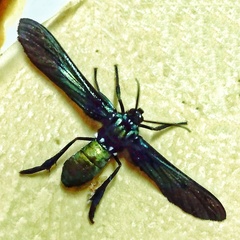 Macrocneme chrysitis