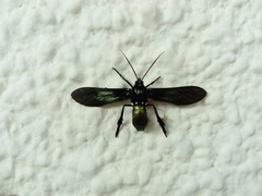 Macrocneme chrysitis