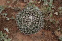 Coryphantha clavata clavata