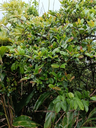 Eurya emarginata iNat (2)