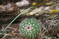 Mammillaria gigantea