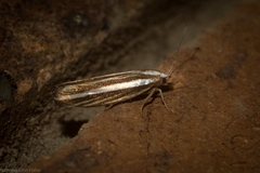Catoryctis subparallela