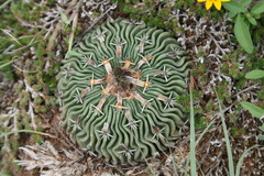 Echinofossulocactus phyllacanthus
