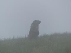 Marmota olympus