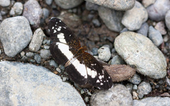 Castilia