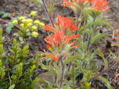 Castilleja hispida hispida