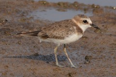 Charadrius javanicus