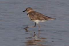 Charadrius javanicus