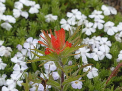 Castilleja hispida hispida