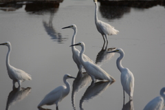 Egretta garzetta nigripes