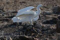 Egretta garzetta nigripes