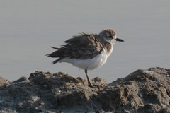 Charadrius javanicus