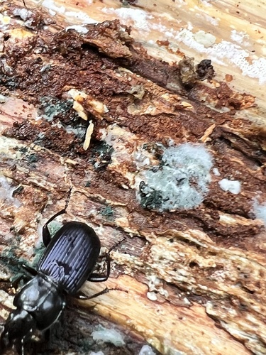 Pterostichus amethystinus photo 2