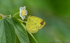 Eurema simulatrix