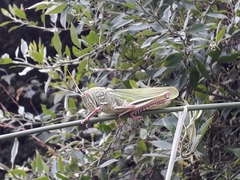 Chondracris