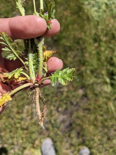 Image of Erodium brachycarpum by (c) sdash, some rights reserved (CC BY)