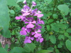 Platanthera peramoena