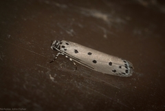 Ethmia heptasema