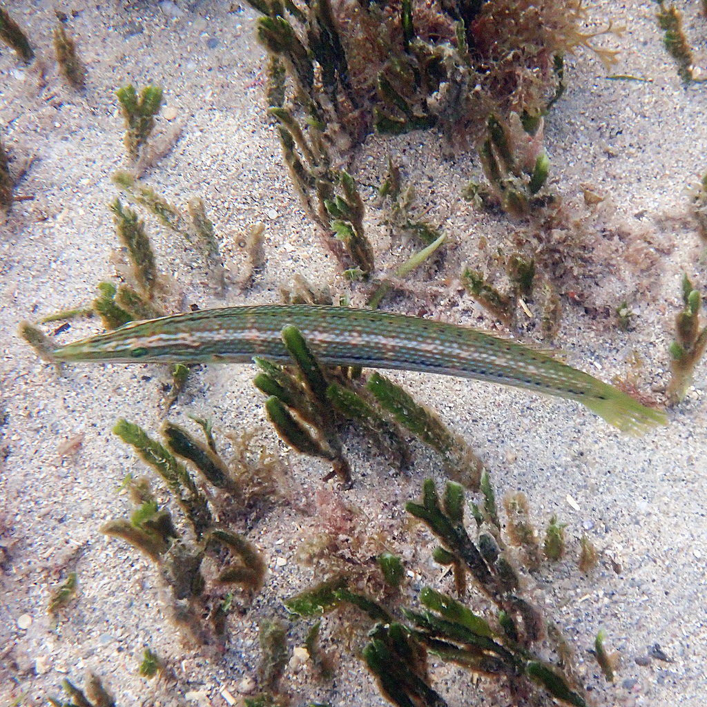 Cigar wrasse