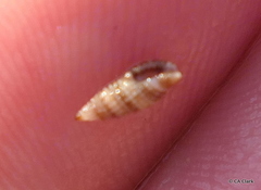 Kermia pumila