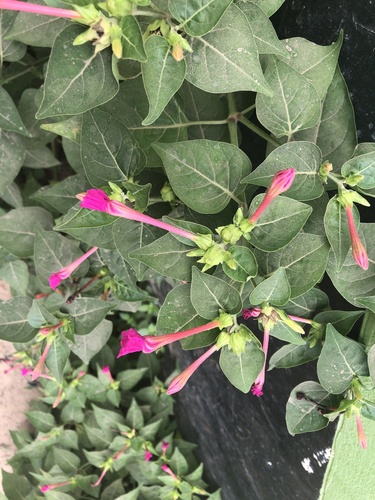 marvel of Peru
