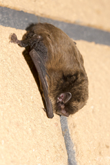Chocolate Wattled Bat photo 3